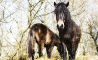 Ponyquarry 044