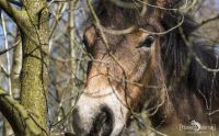 Ponyquarry 046