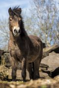 Ponyquarry 047