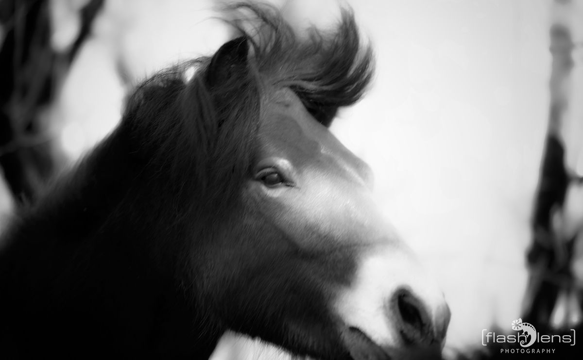 Ponyquarry 055