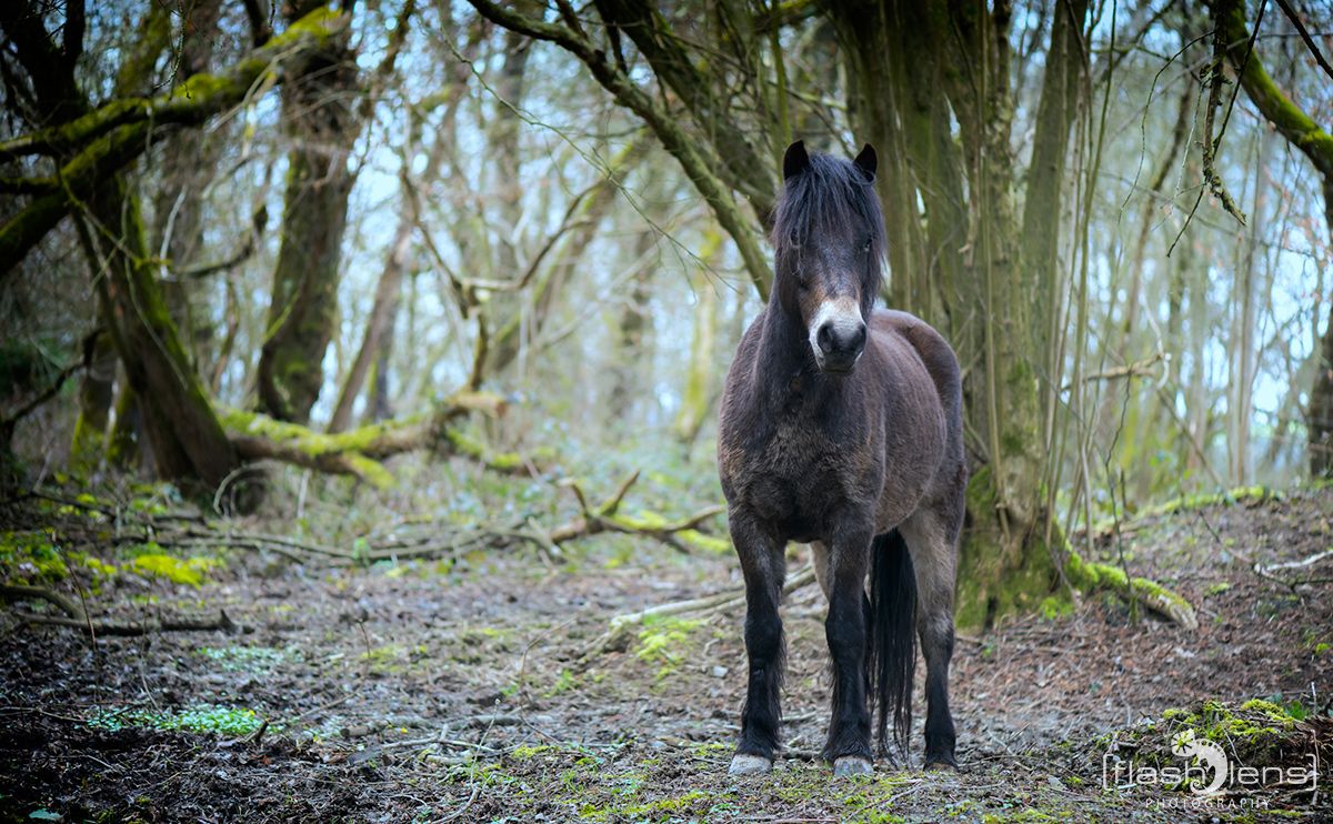 Ponyquarry 059