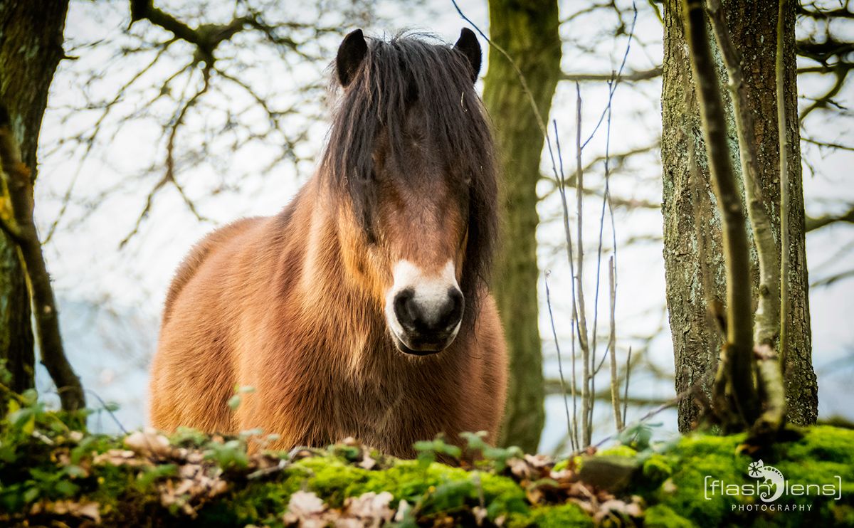 Ponyquarry 060