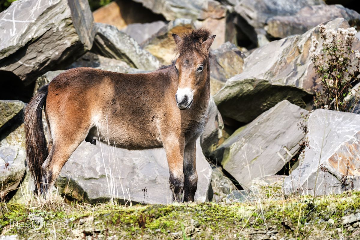 Ponyquarry 064