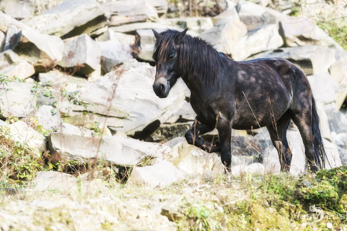 Ponyquarry 065