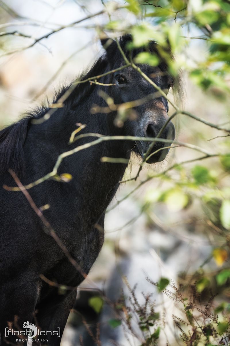 Ponyquarry 066