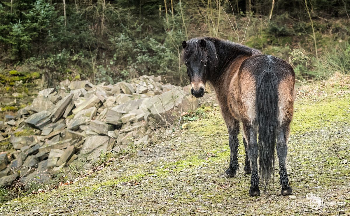 Ponyquarry 079