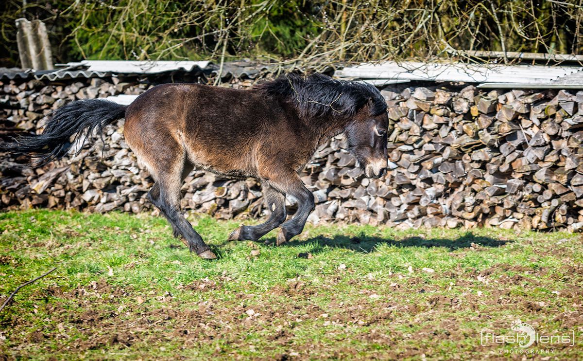 Ponyquarry 081