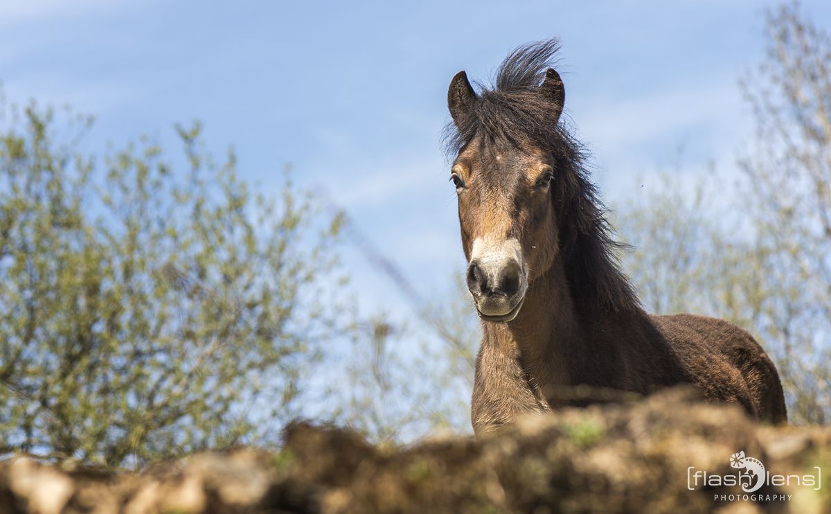 Ponyquarry 098