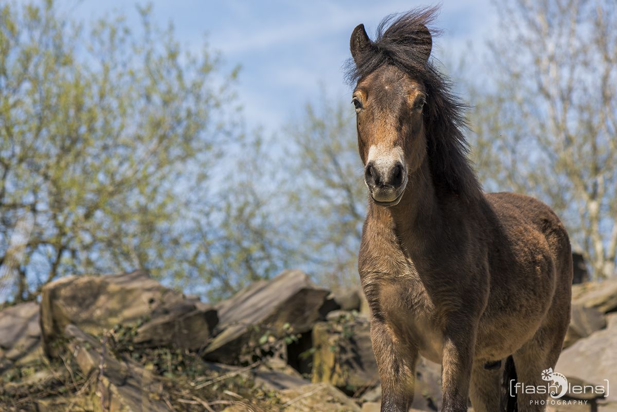 Ponyquarry 099