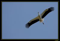 Naturzoo Rheine 023