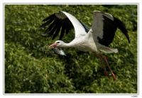 Naturzoo Rheine 031