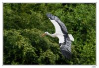 Naturzoo Rheine 032