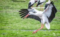 Naturzoo Rheine 033