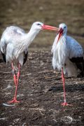 Naturzoo Rheine 034