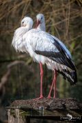 Naturzoo Rheine 039