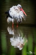 Naturzoo Rheine 040