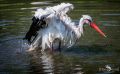 Naturzoo Rheine 042