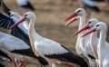 Naturzoo Rheine 045