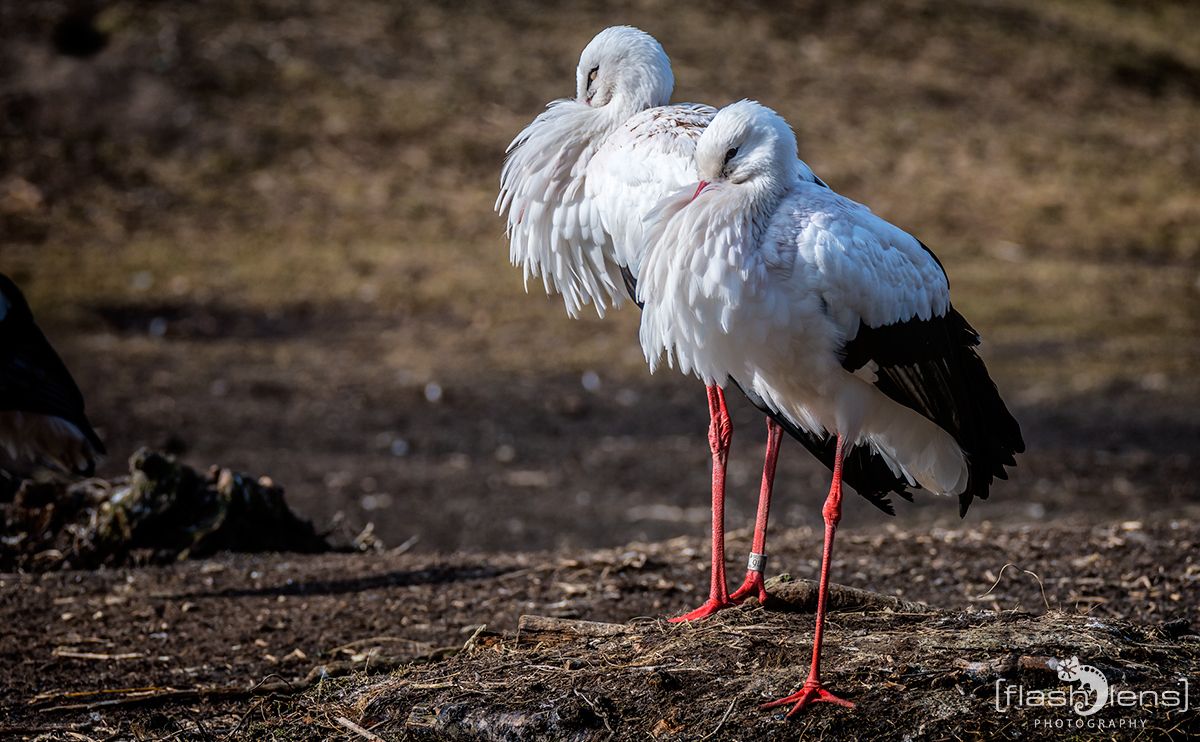 Naturzoo Rheine 047