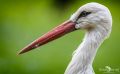 Naturzoo Rheine 048