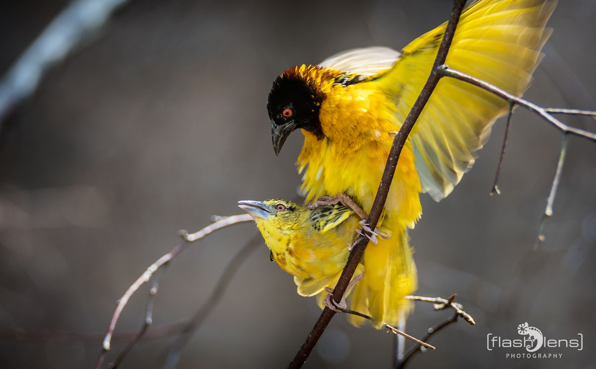 Naturzoo Rheine 052