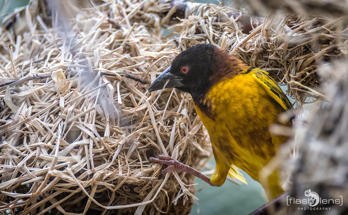 Naturzoo Rheine 054