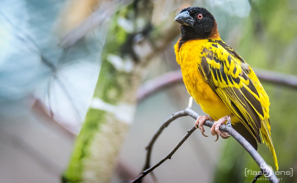 Naturzoo Rheine 057
