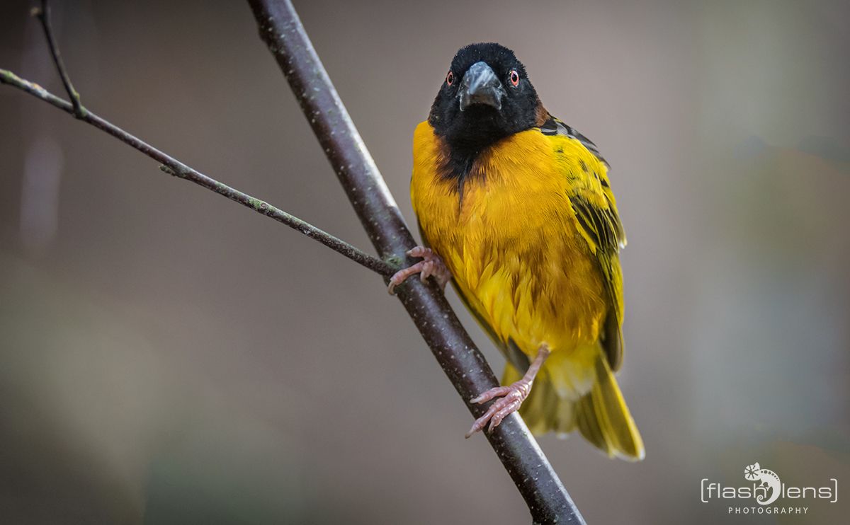 Naturzoo Rheine 059