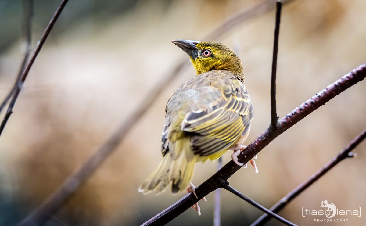 Naturzoo Rheine 060