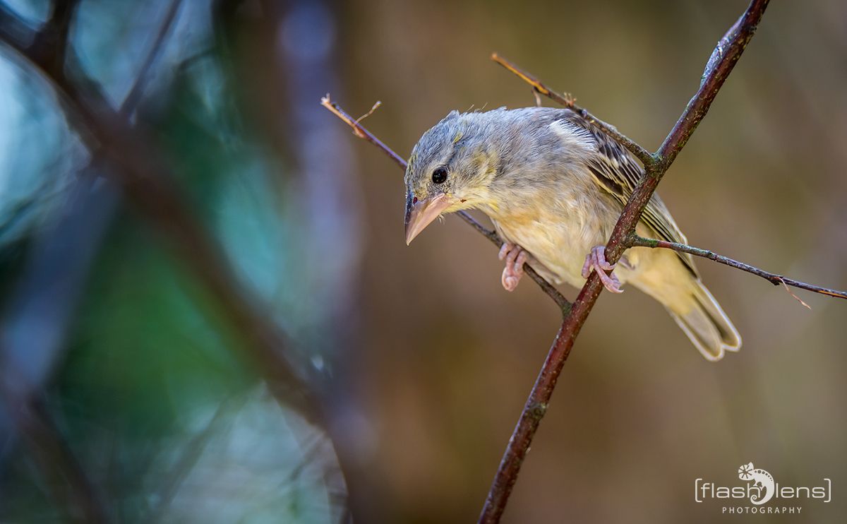 Naturzoo Rheine 061