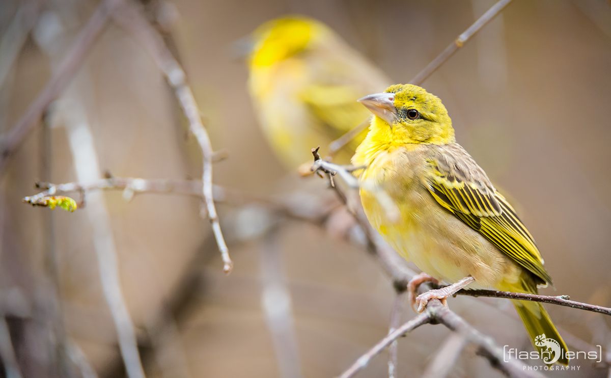 Naturzoo Rheine 065