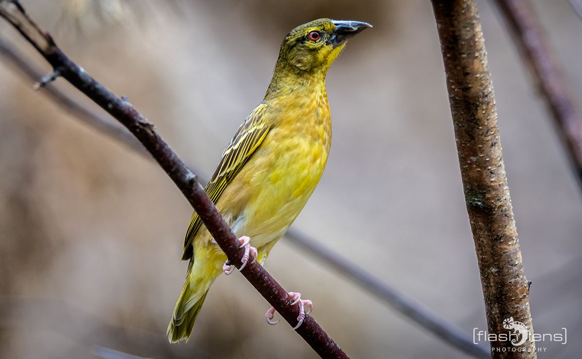 Naturzoo Rheine 066
