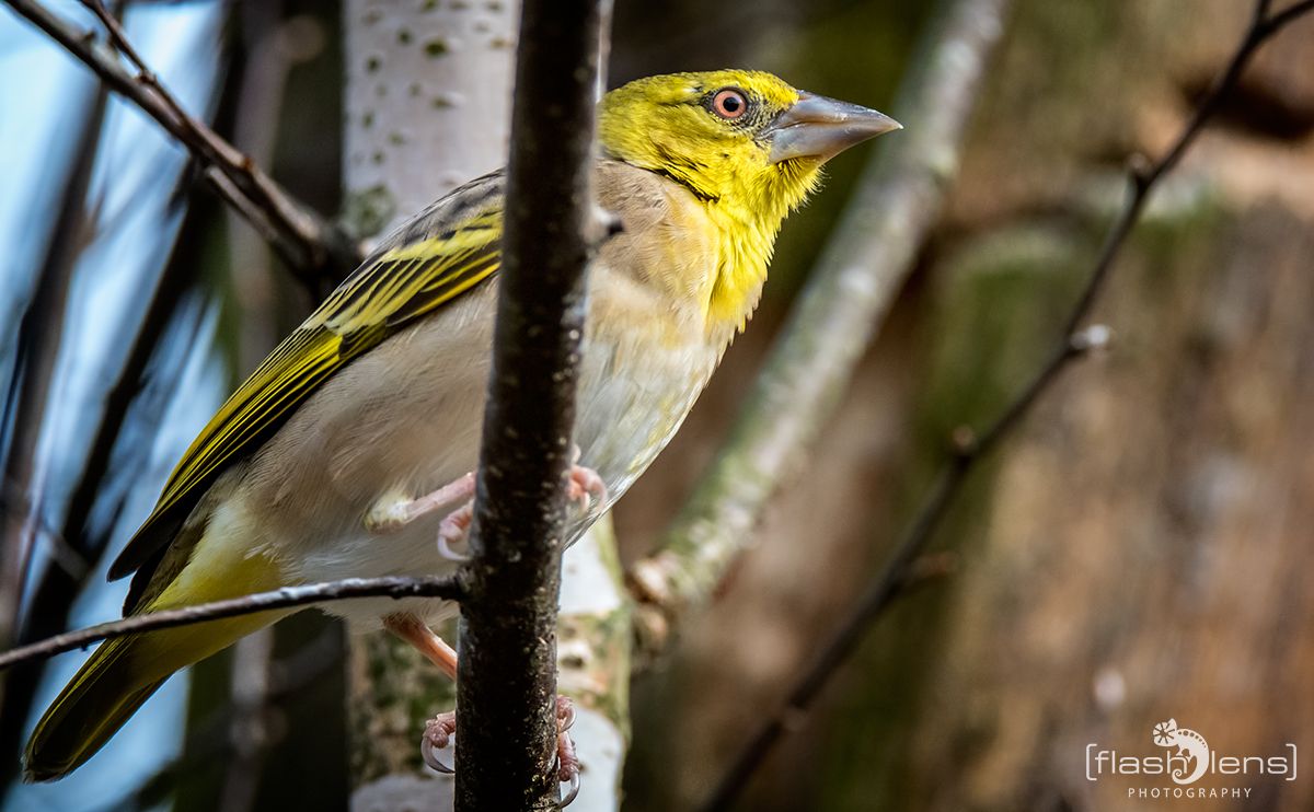 Naturzoo Rheine 067
