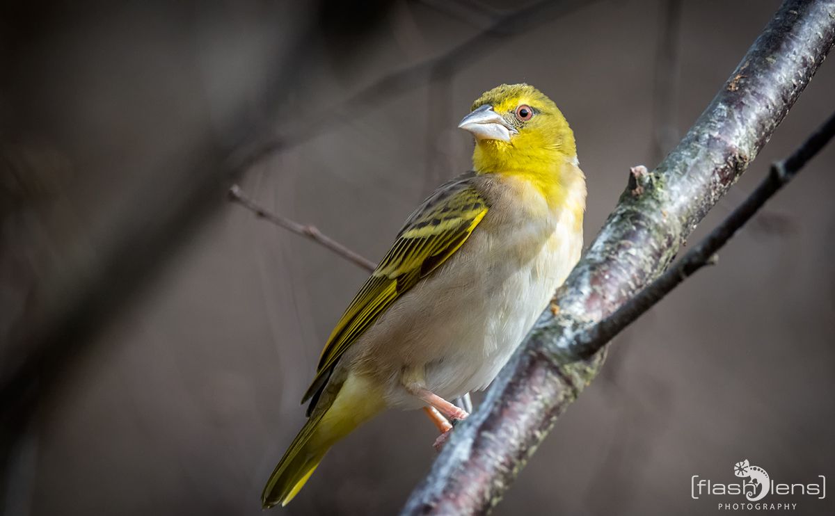 Naturzoo Rheine 068