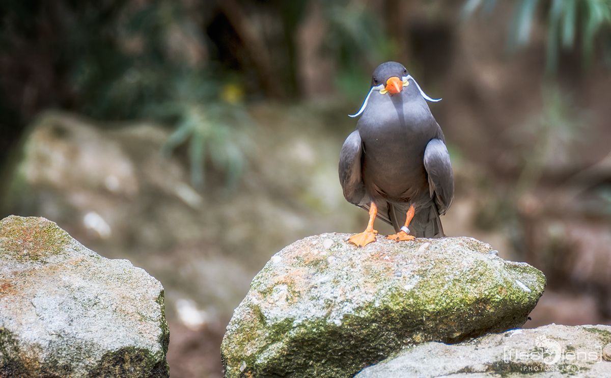 Naturzoo Rheine 071