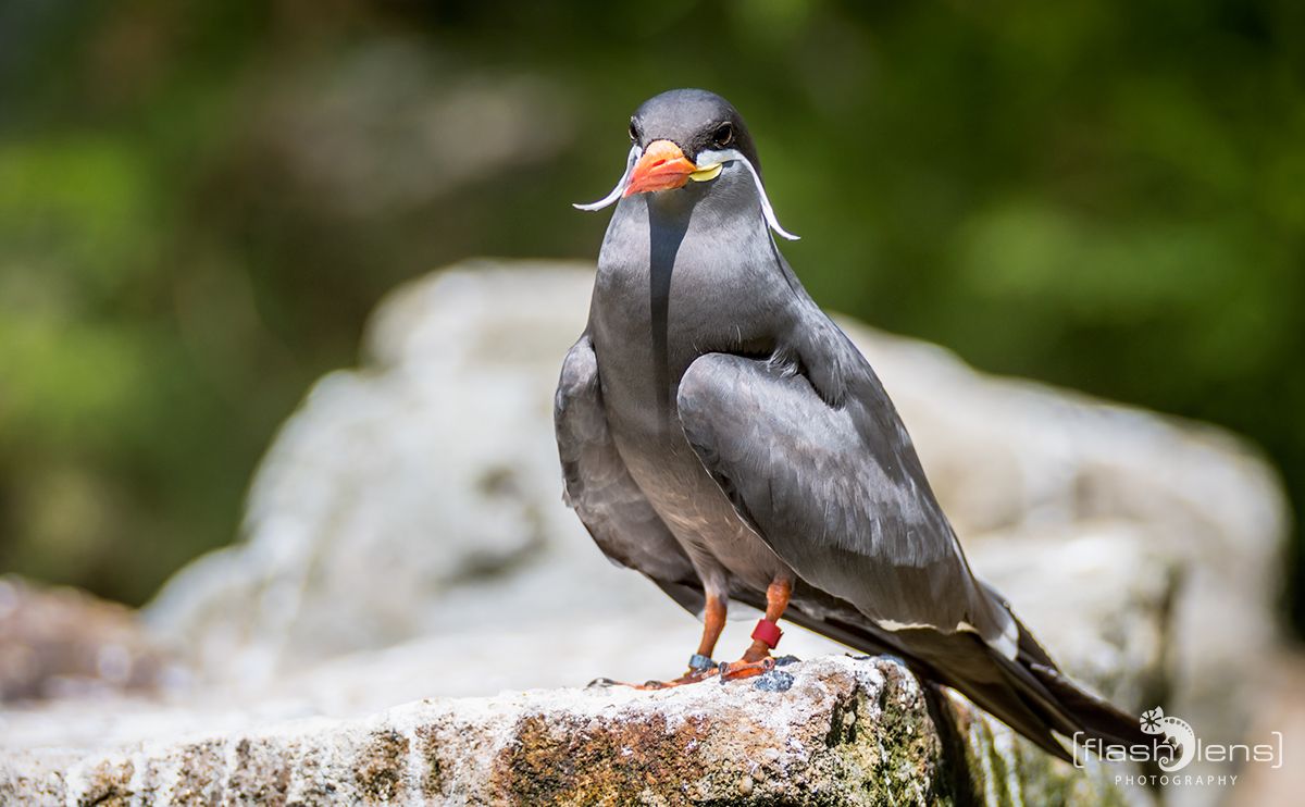 Naturzoo Rheine 072