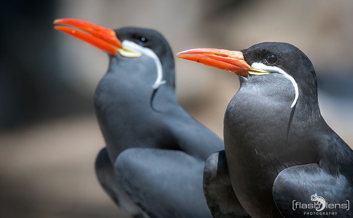 Naturzoo Rheine 074