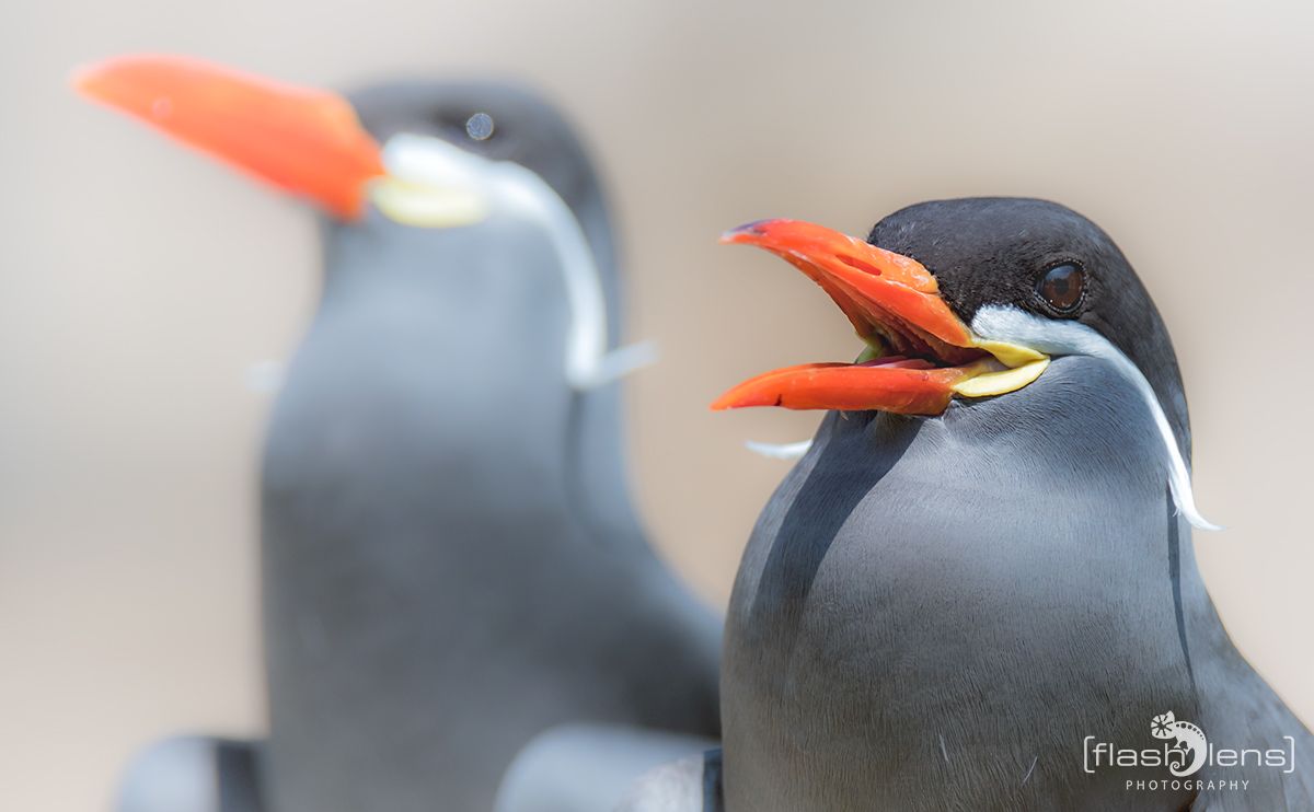 Naturzoo Rheine 075
