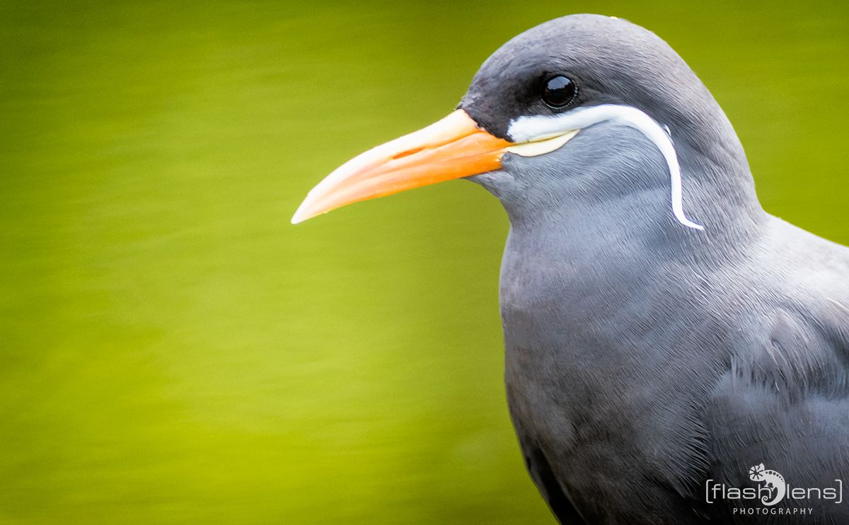 Naturzoo Rheine 076