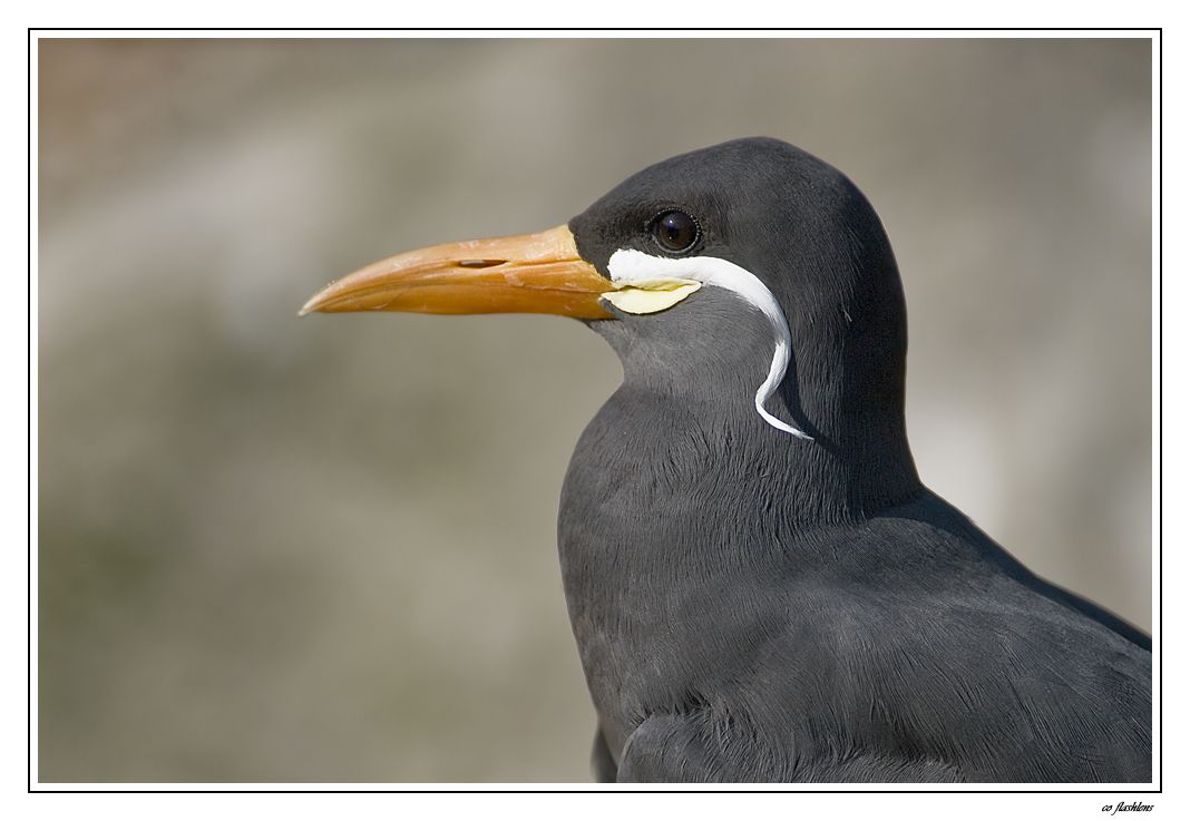 Naturzoo Rheine 077