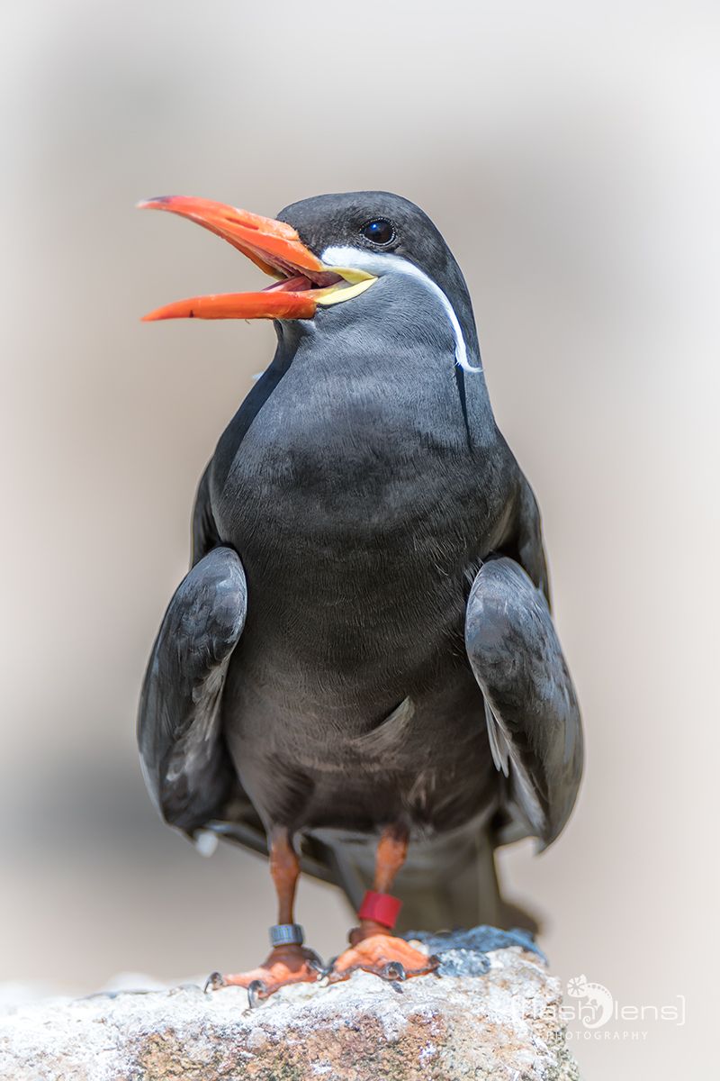 Naturzoo Rheine 079