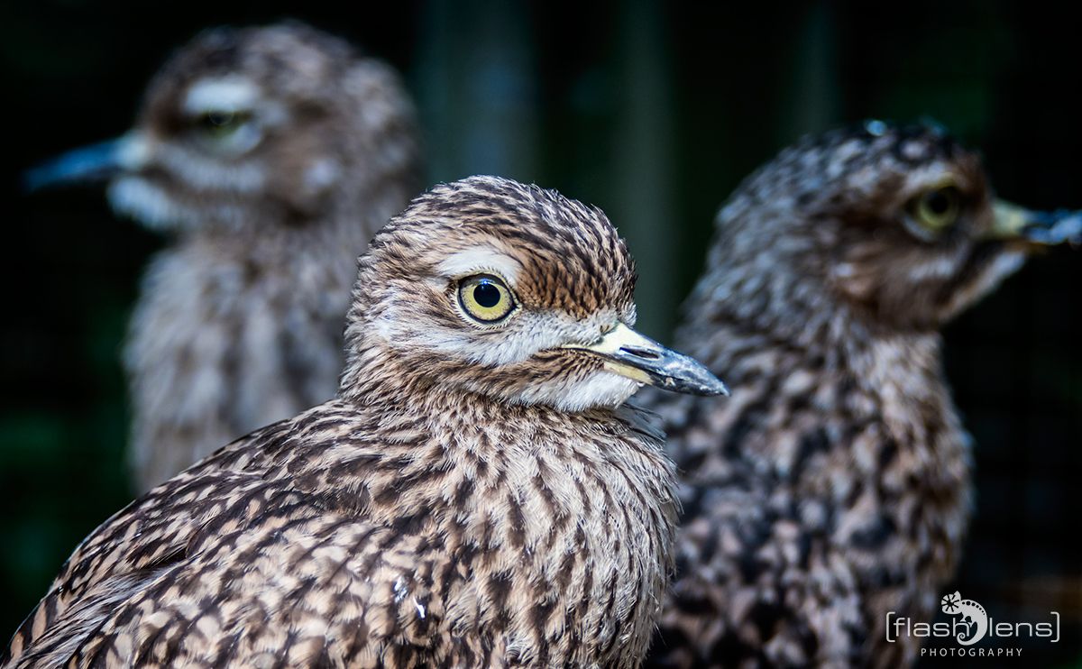 Naturzoo Rheine 084