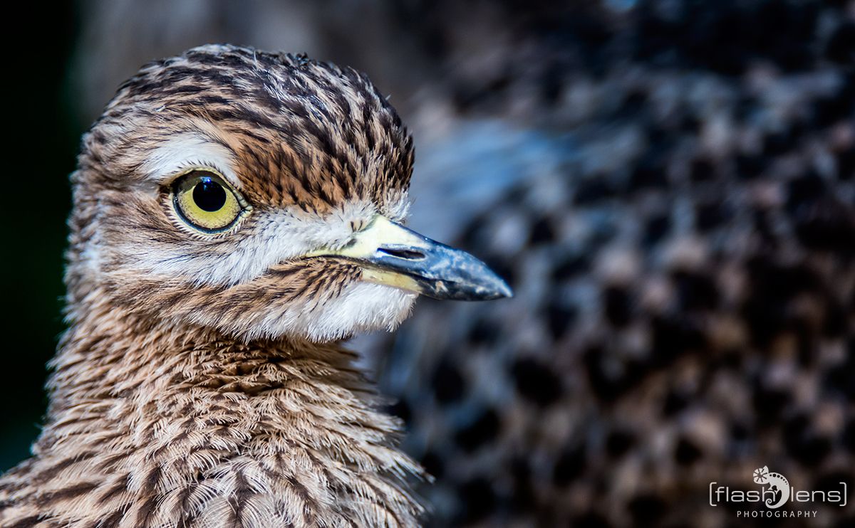 Naturzoo Rheine 086