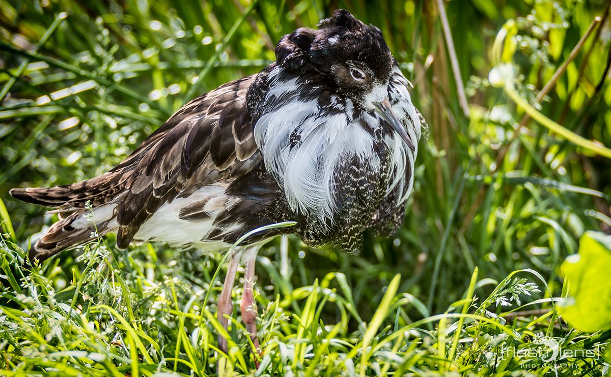 Naturzoo Rheine 088