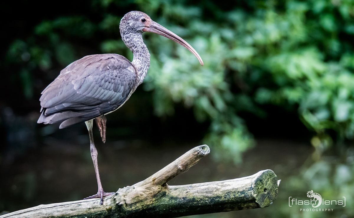 Naturzoo Rheine 091