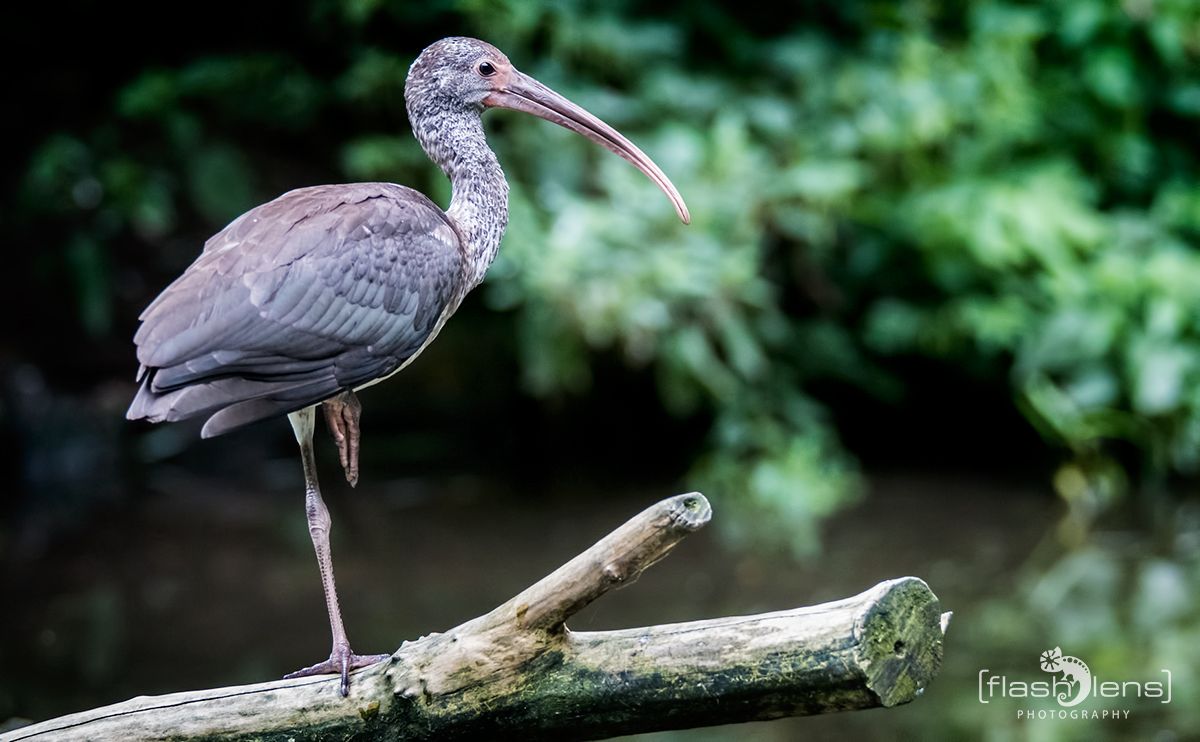 Naturzoo Rheine 093