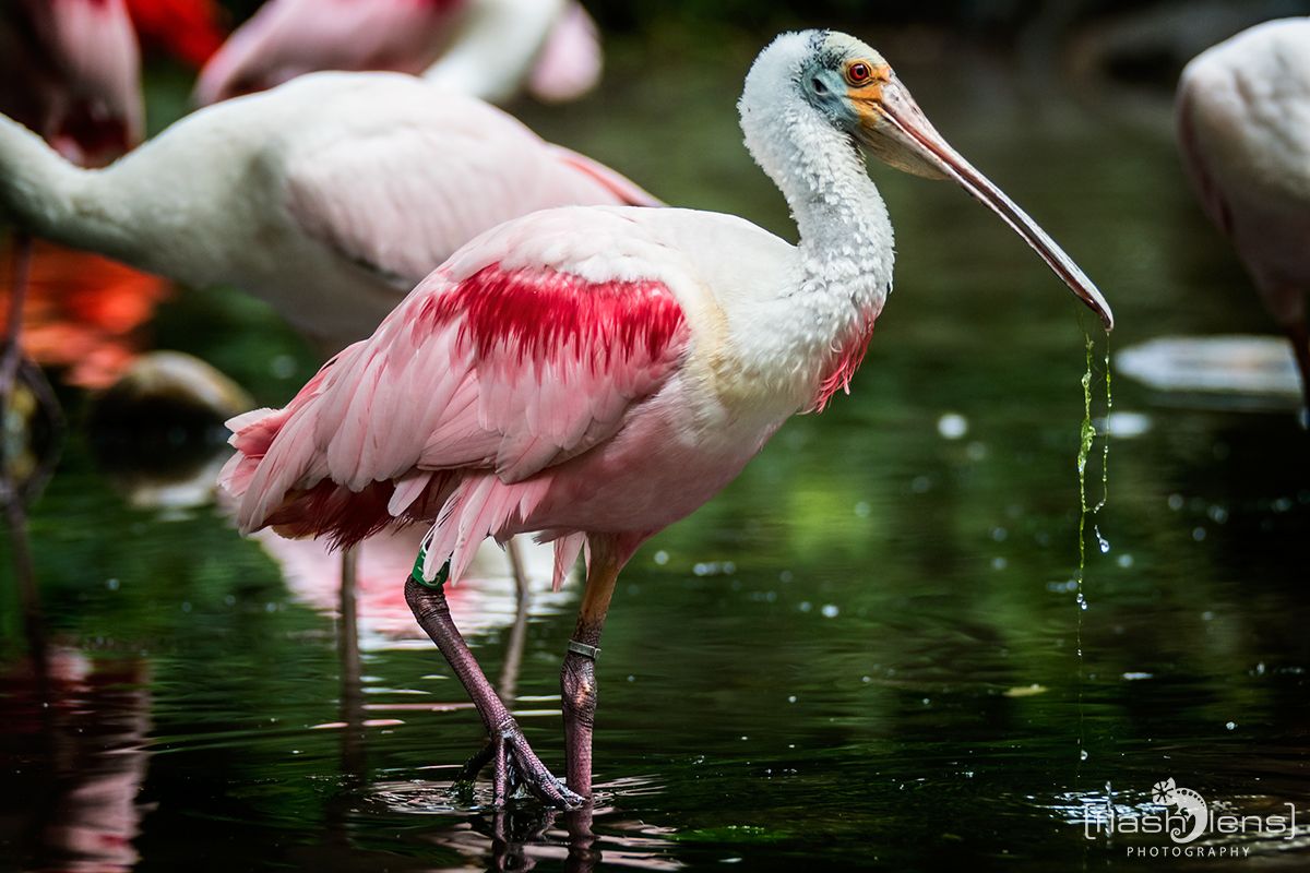 Naturzoo Rheine 094