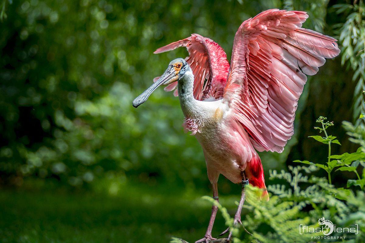Naturzoo Rheine 097