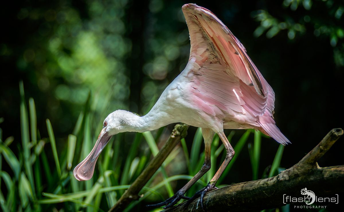 Naturzoo Rheine 098