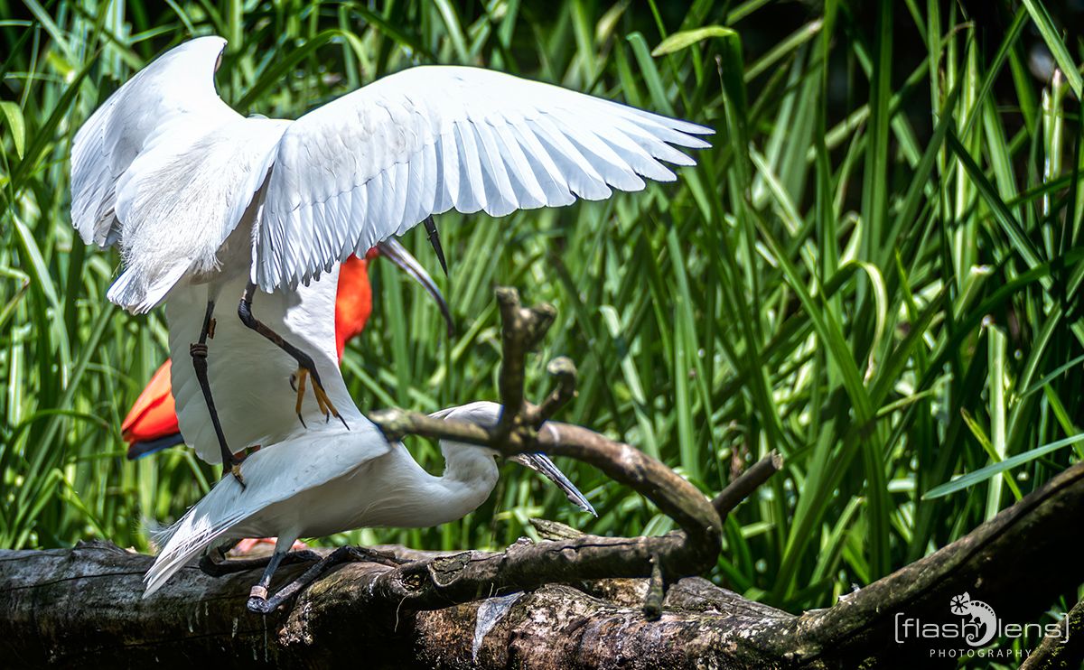 Naturzoo Rheine 100